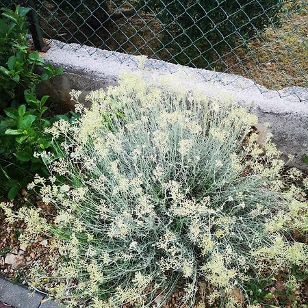 Apartment Zekija Barbat na Rabu Dış mekan fotoğraf