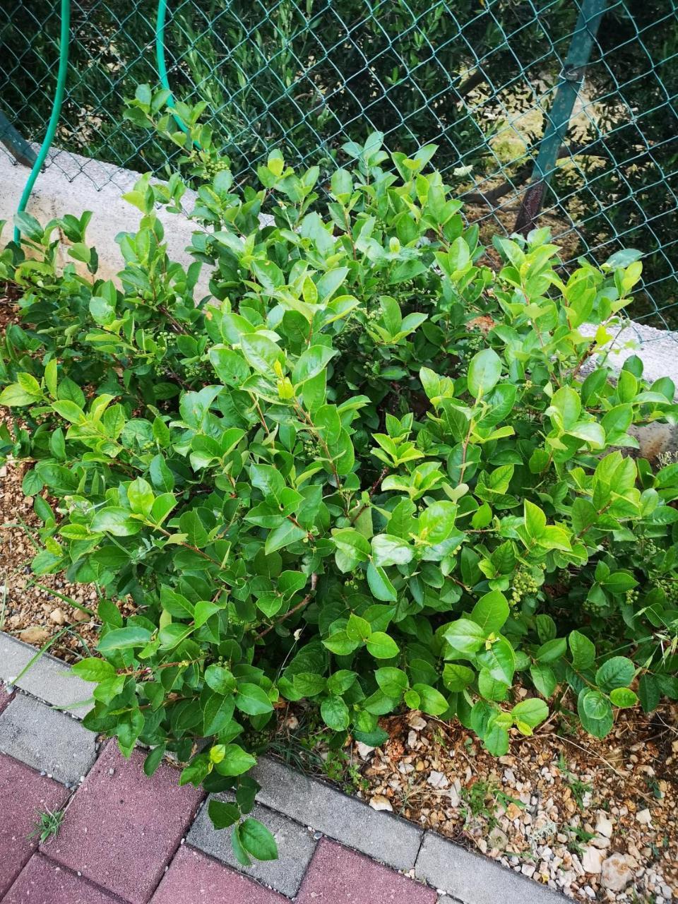 Apartment Zekija Barbat na Rabu Dış mekan fotoğraf